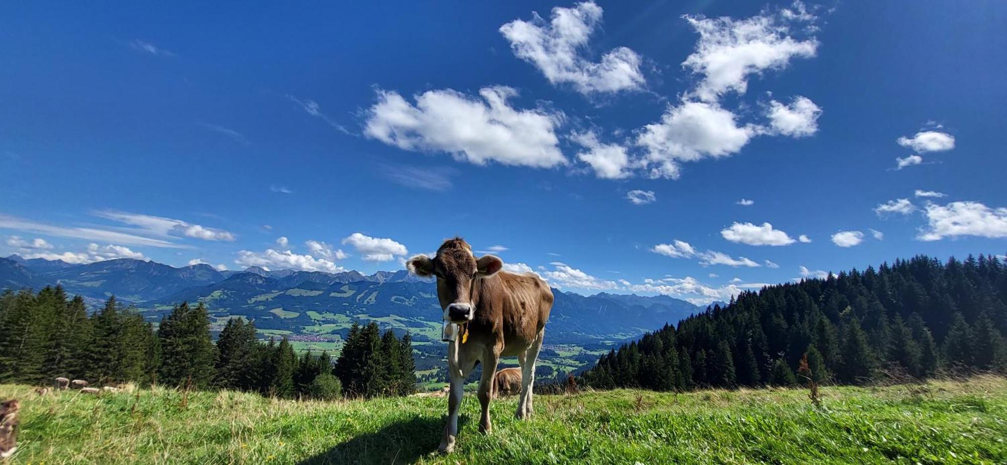 Fewo Allgaeuzeit Mit Wlan Oberstaufen Steibis Buitenkant foto